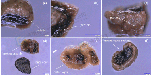 從微觀發現到環保價值：好氧顆粒污泥吸附機制研究的突破